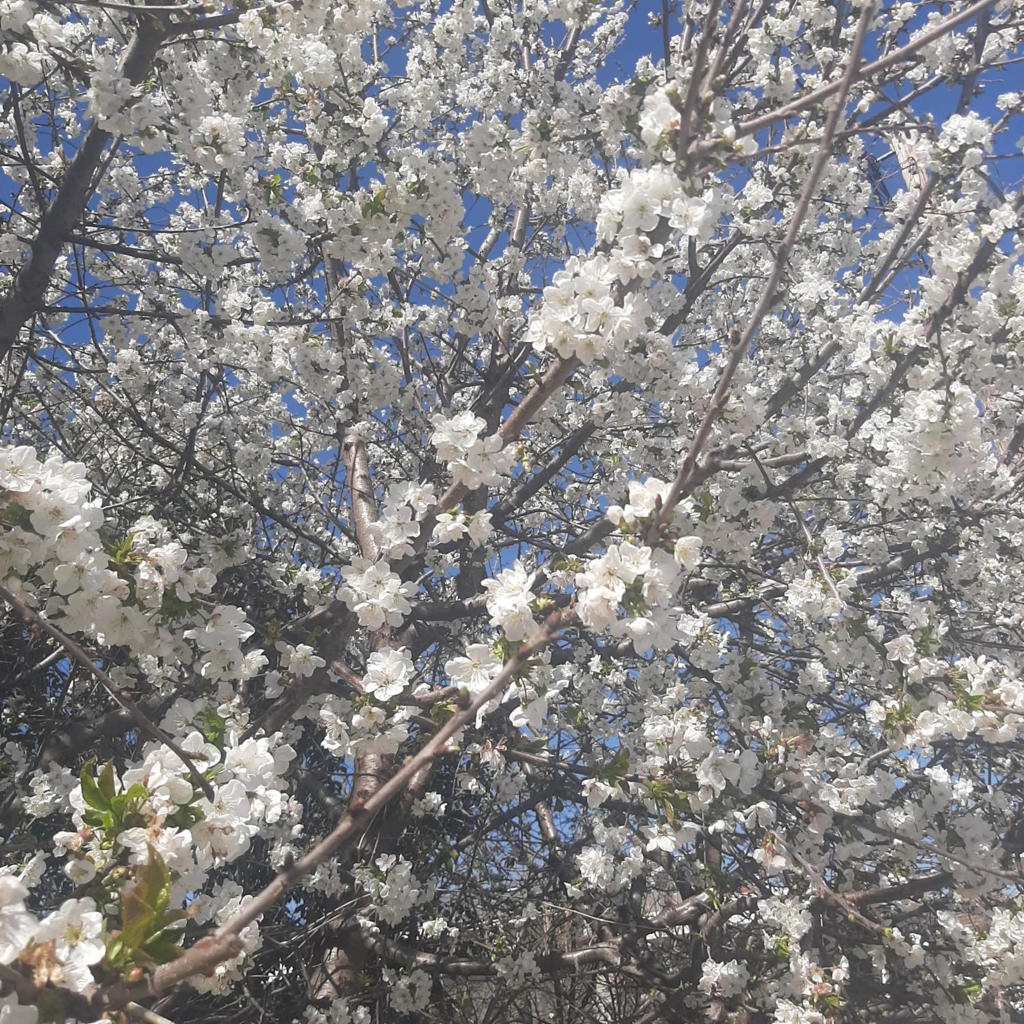 Αρχοντικό Παπανικολάου Villa Ligaria  Bagian luar foto
